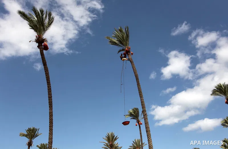 A Palestinian farmer harvests dates from a palm tree in Dair Al Balah in the central Gaza Strip September 25, 2016. Photo by Ashraf Amra