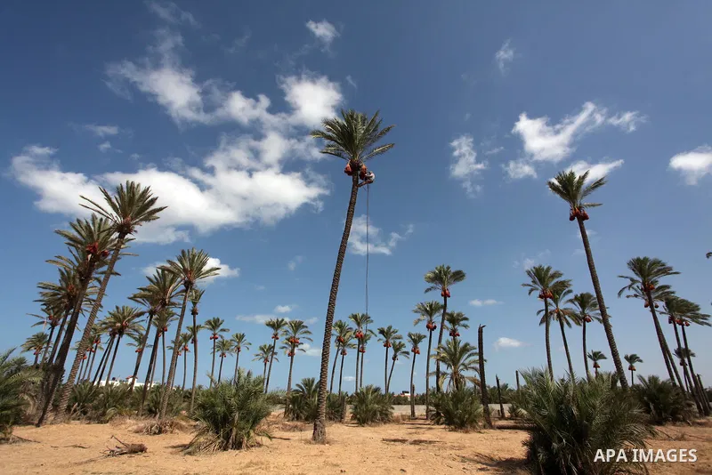 A Palestinian farmer harvests dates from a palm tree in Dair Al Balah in the central Gaza Strip September 25, 2016. Photo by Ashraf Amra