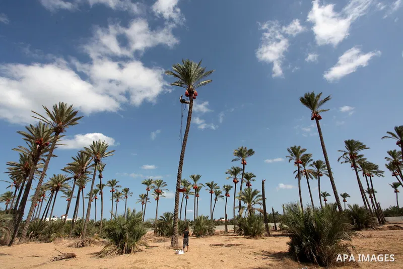 A Palestinian farmer harvests dates from a palm tree in Dair Al Balah in the central Gaza Strip September 25, 2016. Photo by Ashraf Amra