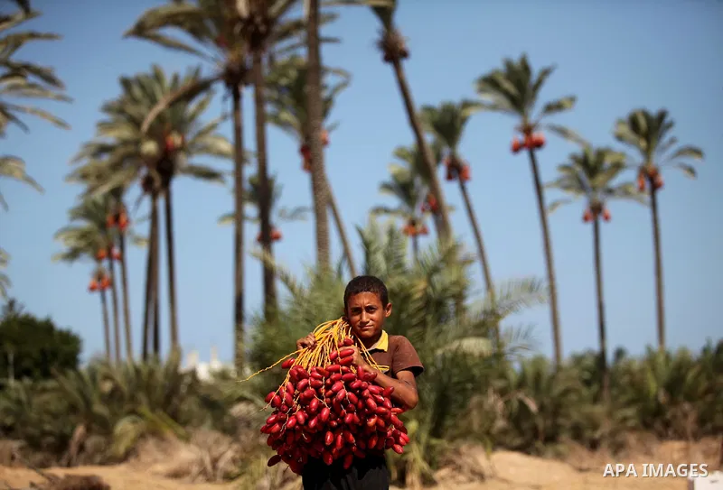 A Palestinian boy carries dates from palm trees during harvest in Dair Al Balah in the central Gaza Strip September 25, 2016. Photo by Ashraf Amra