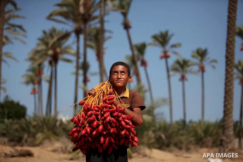 A Palestinian boy carries dates from palm trees during harvest in Dair Al Balah in the central Gaza Strip September 25, 2016. Photo by Ashraf Amra