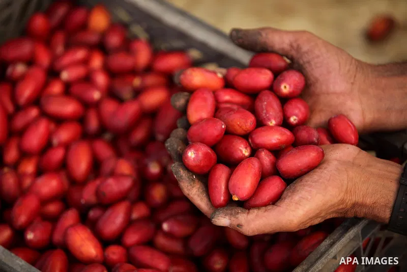 A Palestinian farmer harvests dates from a palm tree in Dair Al Balah in the central Gaza Strip September 25, 2016. Photo by Ashraf Amra