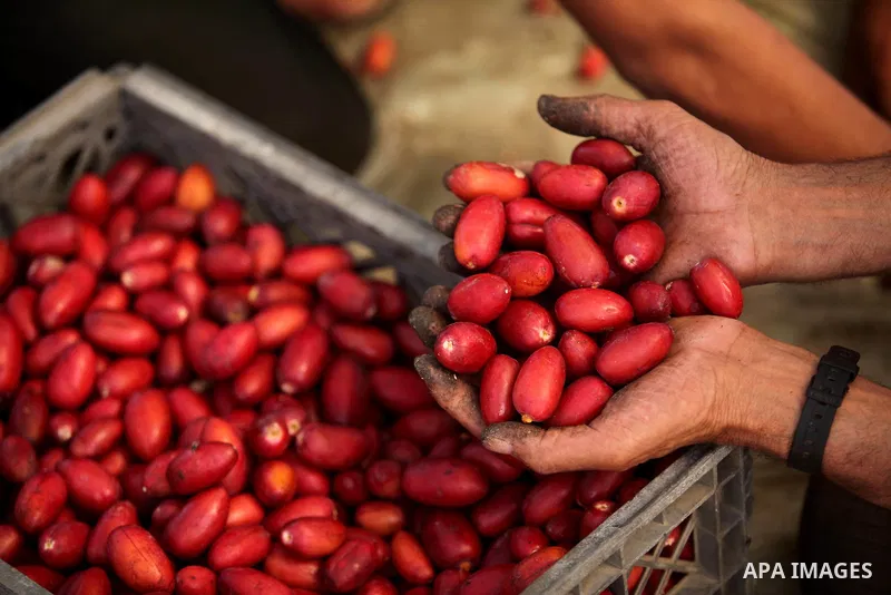 A Palestinian farmer harvests dates from a palm tree in Dair Al Balah in the central Gaza Strip September 25, 2016. Photo by Ashraf Amra