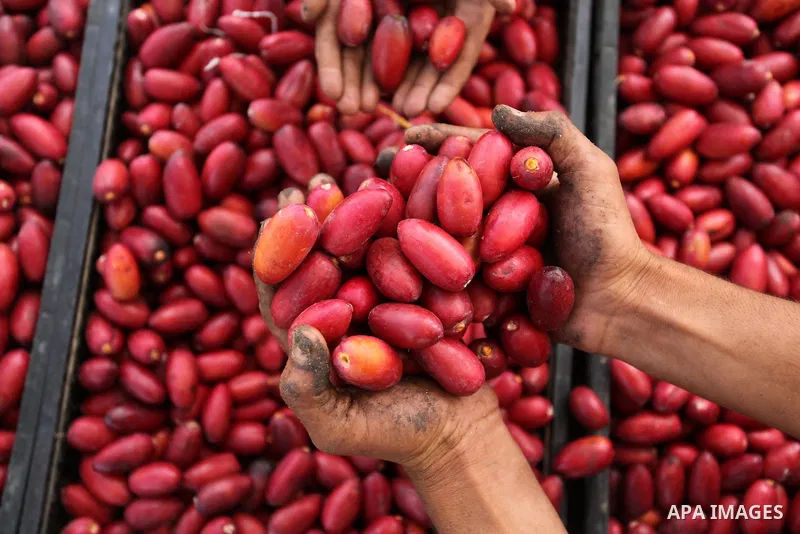 A Palestinian farmer harvests dates from a palm tree in Dair Al Balah in the central Gaza Strip September 25, 2016. Photo by Ashraf Amra