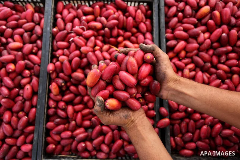 A Palestinian farmer harvests dates from a palm tree in Dair Al Balah in the central Gaza Strip September 25, 2016. Photo by Ashraf Amra
