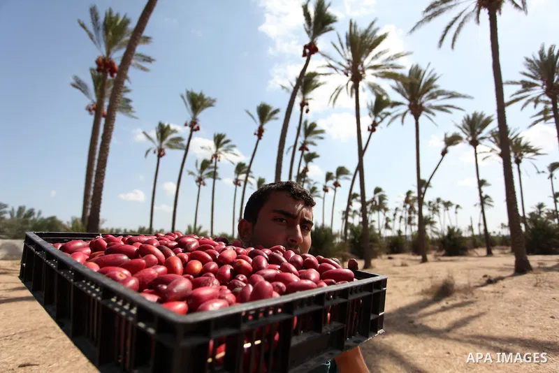 A Palestinian farmer carries dates from palm trees during harvest in Dair Al Balah in the central Gaza Strip September 25, 2016. Photo by Ashraf Amra