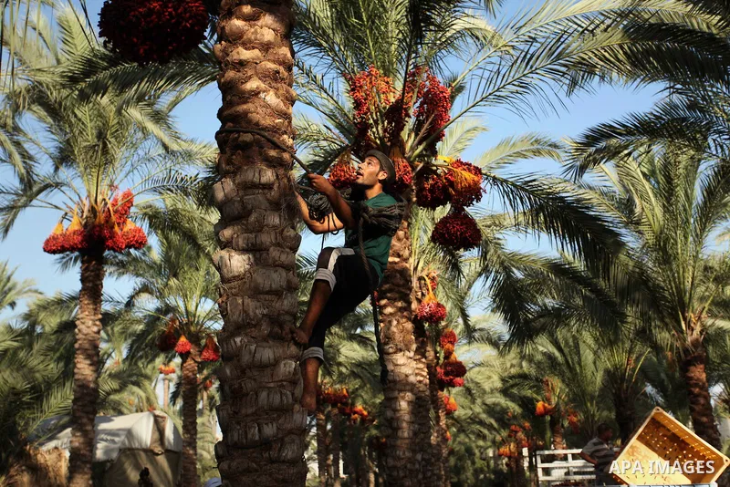 A Palestinian farmer harvests dates from a palm tree in Dair Al Balah in the central Gaza Strip September 25, 2016. Photo by Ashraf Amra