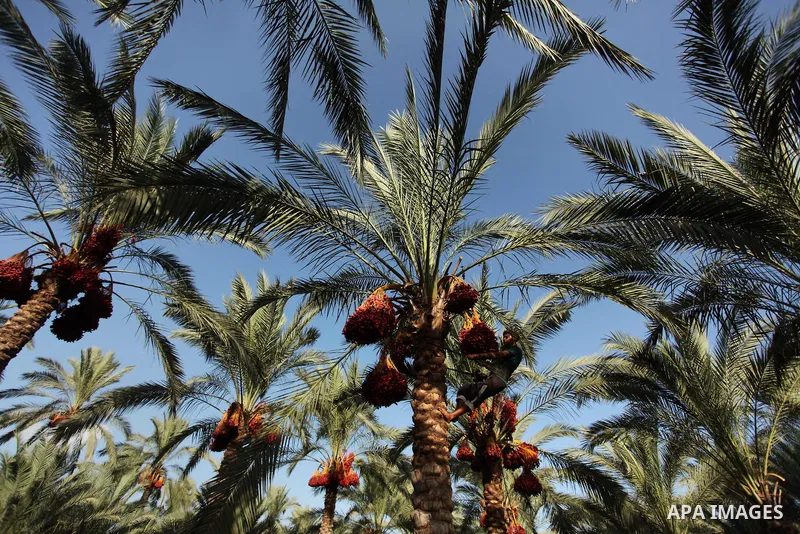 A Palestinian farmer harvests dates from a palm tree in Dair Al Balah in the central Gaza Strip September 25, 2016. Photo by Ashraf Amra