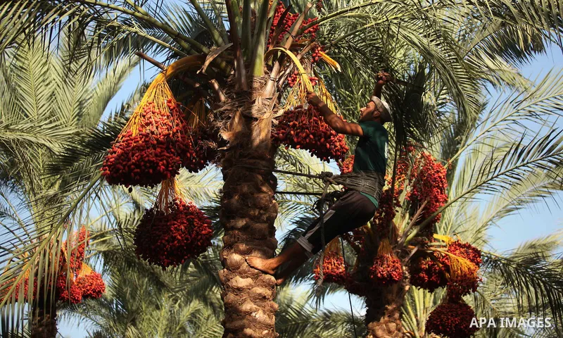 A Palestinian farmer harvests dates from a palm tree in Dair Al Balah in the central Gaza Strip September 25, 2016. Photo by Ashraf Amra