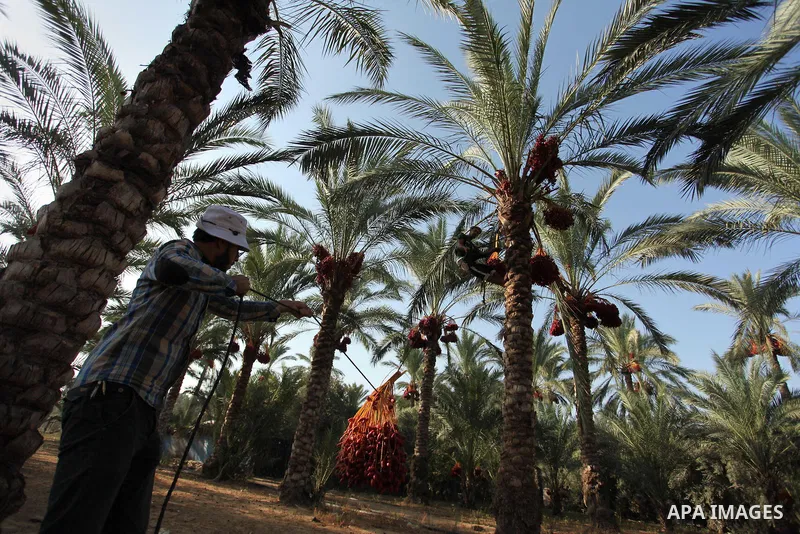 Palestinian farmers harvest dates from a palm tree in Dair Al Balah in the central Gaza Strip September 25, 2016. Photo by Ashraf Amra