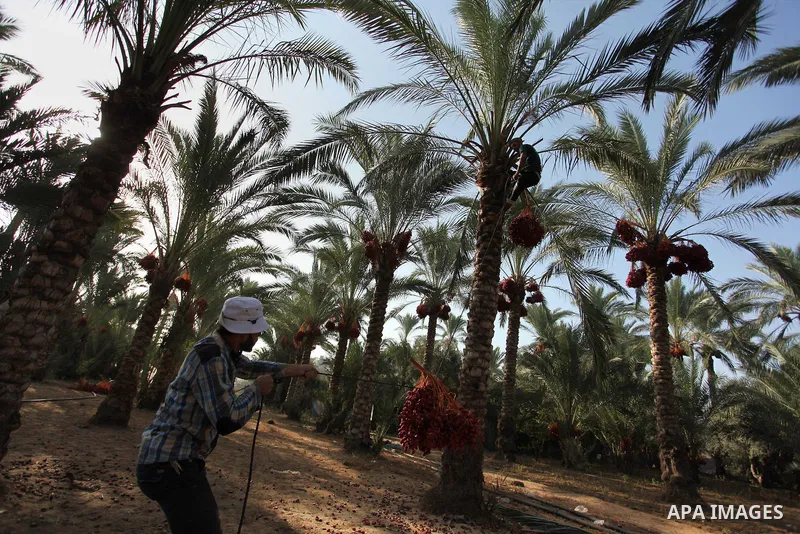 Palestinian farmers harvest dates from a palm tree in Dair Al Balah in the central Gaza Strip September 25, 2016. Photo by Ashraf Amra