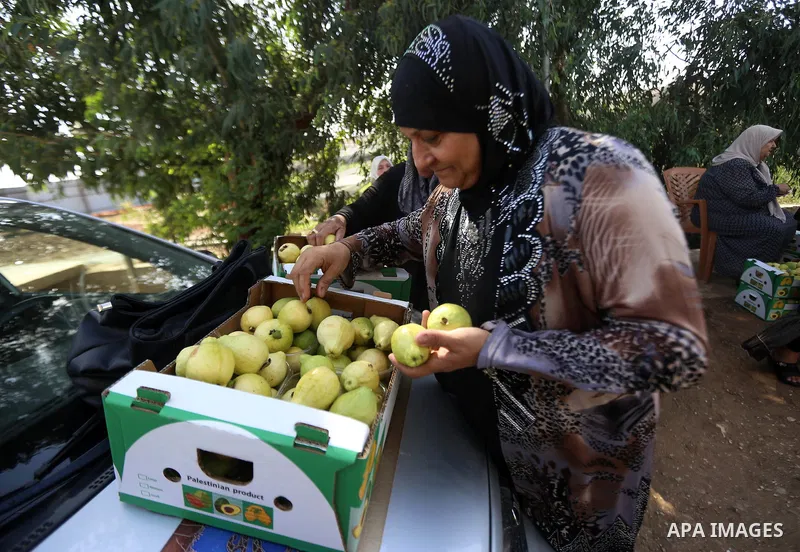 A Palestinian woman collects a fruit from guava at the start of the annual harvest season, in the West Bank city of Qalqilya on September 28, 2016. Photo by Shadi Hatem