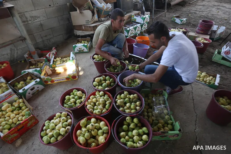 Palestinians collects a fruit from guava at the start of the annual harvest season, in the West Bank city of Qalqilya on September 28, 2016. Photo by Shadi Hatem