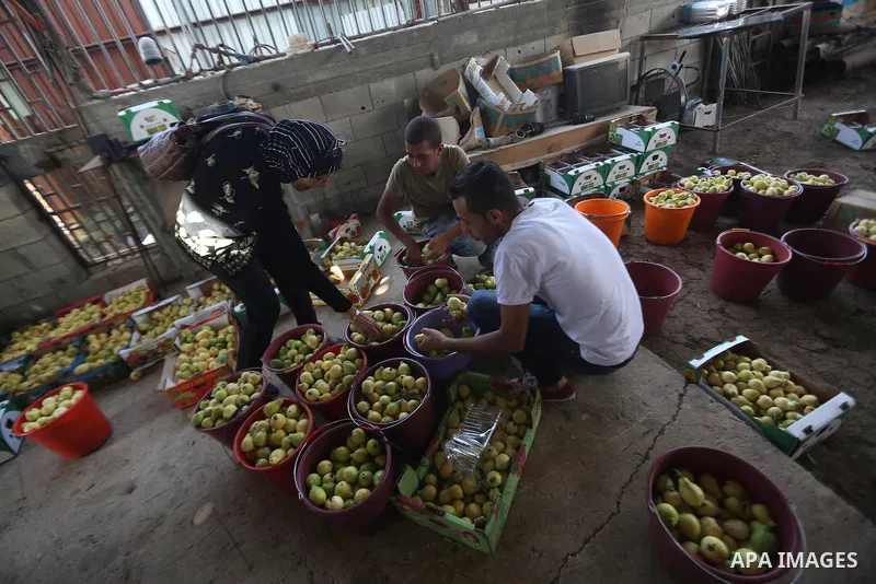 Palestinians collects a fruit from guava at the start of the annual harvest season, in the West Bank city of Qalqilya on September 28, 2016. Photo by Shadi Hatem