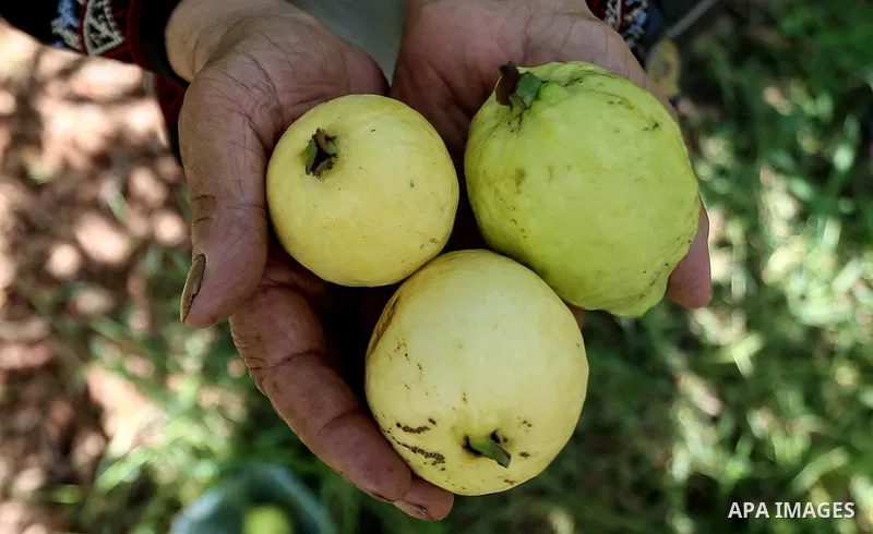 A Palestinian woman collects a fruit from guava at the start of the annual harvest season, in the West Bank city of Qalqilya on September 28, 2016. Photo by Shadi Hatem