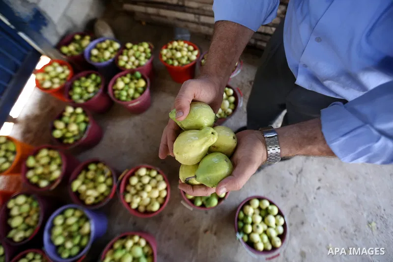 A Palestinian man collects a fruit from guava at the start of the annual harvest season, in the West Bank city of Qalqilya on September 28, 2016. Photo by Shadi Hatem