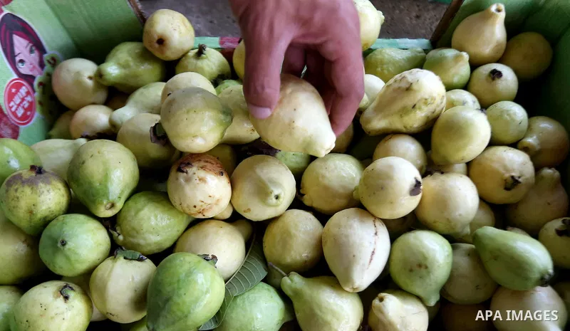 A Palestinian man collects a fruit from guava at the start of the annual harvest season, in the West Bank city of Qalqilya on September 28, 2016. Photo by Shadi Hatem