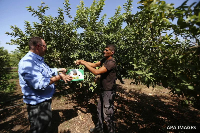 A Palestinian man collects a fruit from guava at the start of the annual harvest season, in the West Bank city of Qalqilya on September 28, 2016. Photo by Shadi Hatem