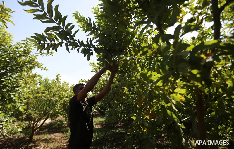 A Palestinian man collects a fruit from guava at the start of the annual harvest season, in the West Bank city of Qalqilya on September 28, 2016. Photo by Shadi Hatem