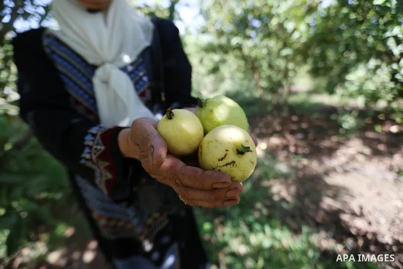 A Palestinian woman collects a fruit from guava at the start of the annual harvest season, in the West Bank city of Qalqilya on September 28, 2016. Photo by Shadi Hatem