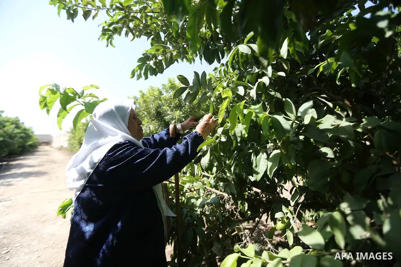 A Palestinian woman collects a fruit from guava at the start of the annual harvest season, in the West Bank city of Qalqilya on September 28, 2016. Photo by Shadi Hatem