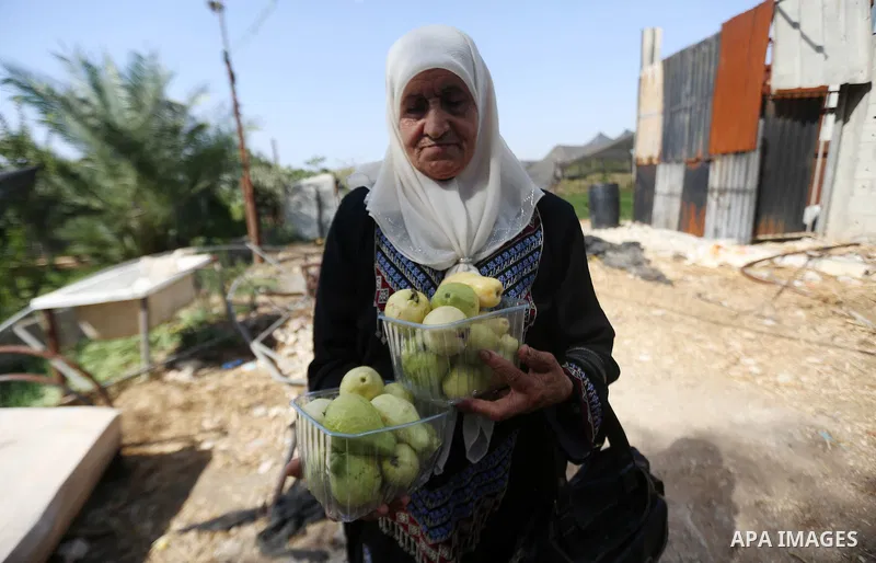 A Palestinian woman collects a fruit from guava at the start of the annual harvest season, in the West Bank city of Qalqilya on September 28, 2016. Photo by Shadi Hatem