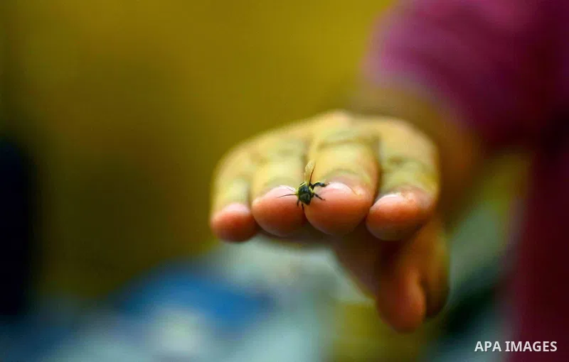 An Egyptian man is treated by the use of a bee sting at a centre in Cairo Out. 01, 2016. Photo by Amr Sayed