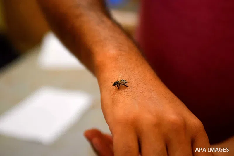 An Egyptian man places a bee on a man suffering from hand problems so it can sting him at a centre in Cairo Out. 01, 2016. Photo by Amr Sayed