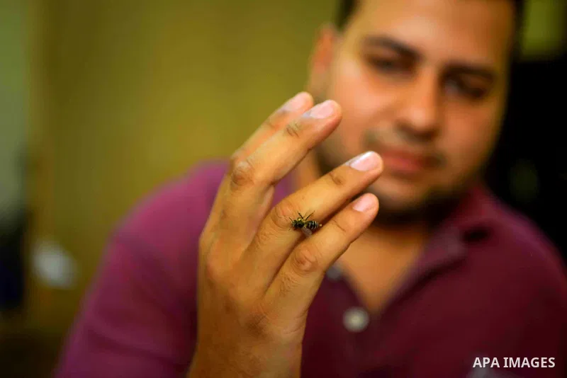 An Egyptian man is treated by the use of a bee sting at a centre in Cairo Out. 01, 2016. Photo by Amr Sayed