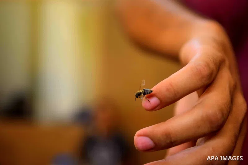An Egyptian man places a bee on a man suffering from hand problems so it can sting him at a centre in Cairo Out. 01, 2016. Photo by Amr Sayed