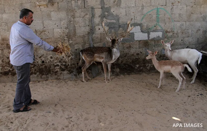 A picture taken on October 2, 2016 shows deers at small farm in Khan Yunis in the southern Gaza Strip. Two male and female deers were smuggled from Egypt into the Gaza strip through a tunnel, before they were sold to Sha...