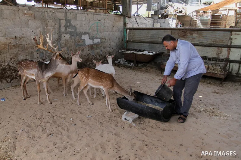 A picture taken on October 2, 2016 shows deers at small farm in Khan Yunis in the southern Gaza Strip. Two male and female deers were smuggled from Egypt into the Gaza strip through a tunnel, before they were sold to Sha...