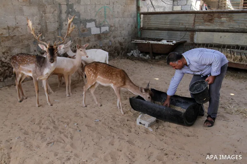 A picture taken on October 2, 2016 shows deers at small farm in Khan Yunis in the southern Gaza Strip. Two male and female deers were smuggled from Egypt into the Gaza strip through a tunnel, before they were sold to Sha...