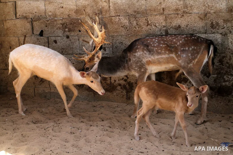 A picture taken on October 2, 2016 shows deers at small farm in Khan Yunis in the southern Gaza Strip. Two male and female deers were smuggled from Egypt into the Gaza strip through a tunnel, before they were sold to Sha...