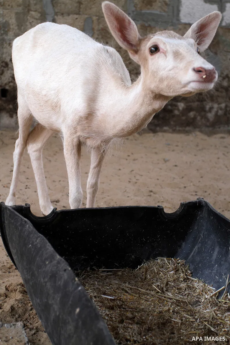A picture taken on October 2, 2016 shows deers at small farm in Khan Yunis in the southern Gaza Strip. Two male and female deers were smuggled from Egypt into the Gaza strip through a tunnel, before they were sold to Sha...