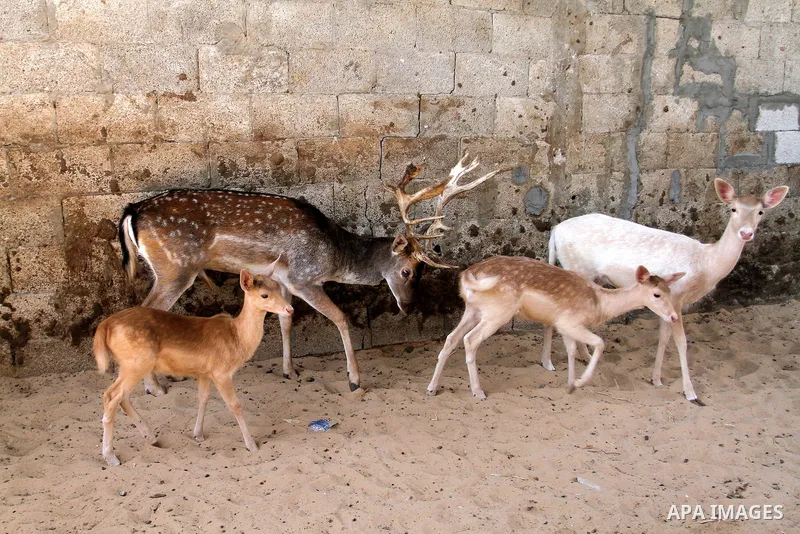 A picture taken on October 2, 2016 shows deers at small farm in Khan Yunis in the southern Gaza Strip. Two male and female deers were smuggled from Egypt into the Gaza strip through a tunnel, before they were sold to Sha...