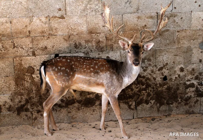 A picture taken on October 2, 2016 shows deers at small farm in Khan Yunis in the southern Gaza Strip. Two male and female deers were smuggled from Egypt into the Gaza strip through a tunnel, before they were sold to Sha...