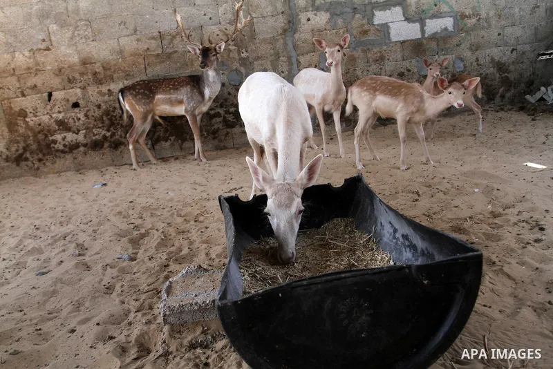 A picture taken on October 2, 2016 shows deers at small farm in Khan Yunis in the southern Gaza Strip. Two male and female deers were smuggled from Egypt into the Gaza strip through a tunnel, before they were sold to Sha...