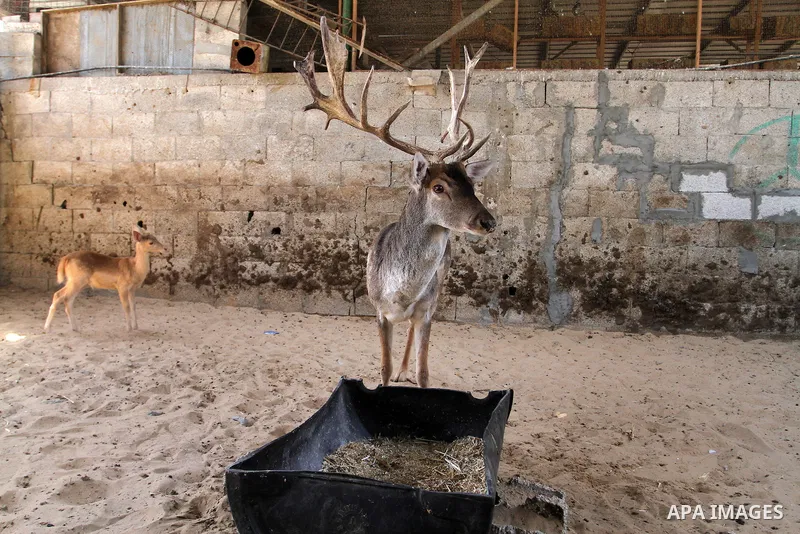 A picture taken on October 2, 2016 shows deers at small farm in Khan Yunis in the southern Gaza Strip. Two male and female deers were smuggled from Egypt into the Gaza strip through a tunnel, before they were sold to Sha...