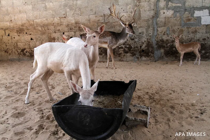 A picture taken on October 2, 2016 shows deers at small farm in Khan Yunis in the southern Gaza Strip. Two male and female deers were smuggled from Egypt into the Gaza strip through a tunnel, before they were sold to Sha...