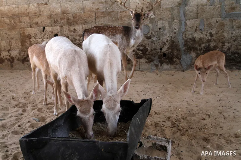 A picture taken on October 2, 2016 shows deers at small farm in Khan Yunis in the southern Gaza Strip. Two male and female deers were smuggled from Egypt into the Gaza strip through a tunnel, before they were sold to Sha...