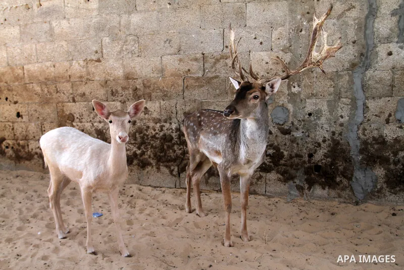 A picture taken on October 2, 2016 shows deers at small farm in Khan Yunis in the southern Gaza Strip. Two male and female deers were smuggled from Egypt into the Gaza strip through a tunnel, before they were sold to Sha...