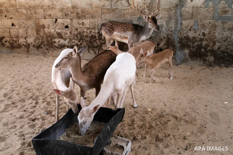 A picture taken on October 2, 2016 shows deers at small farm in Khan Yunis in the southern Gaza Strip. Two male and female deers were smuggled from Egypt into the Gaza strip through a tunnel, before they were sold to Sha...
