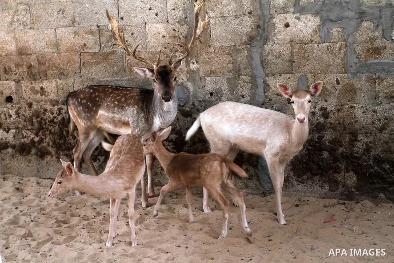 A picture taken on October 2, 2016 shows deers at small farm in Khan Yunis in the southern Gaza Strip. Two male and female deers were smuggled from Egypt into the Gaza strip through a tunnel, before they were sold to Sha...