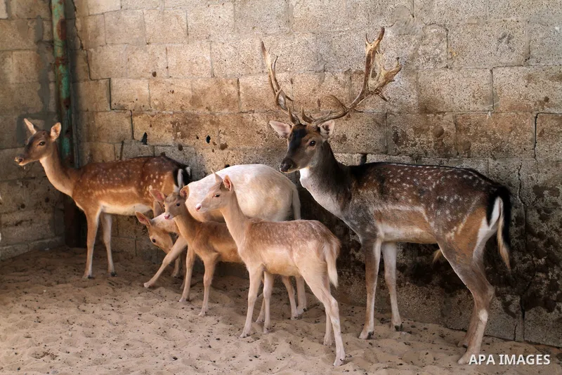 A picture taken on October 2, 2016 shows deers at small farm in Khan Yunis in the southern Gaza Strip. Two male and female deers were smuggled from Egypt into the Gaza strip through a tunnel, before they were sold to Sha...