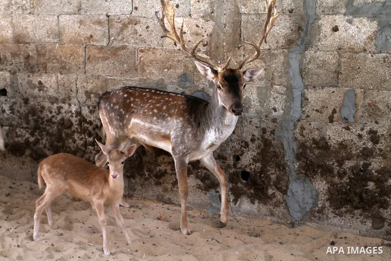 A picture taken on October 2, 2016 shows deers at small farm in Khan Yunis in the southern Gaza Strip. Two male and female deers were smuggled from Egypt into the Gaza strip through a tunnel, before they were sold to Sha...