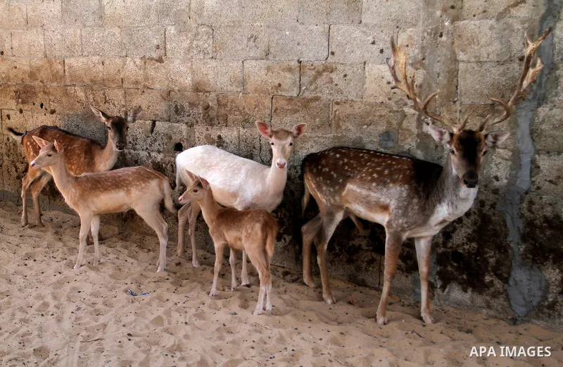 A picture taken on October 2, 2016 shows deers at small farm in Khan Yunis in the southern Gaza Strip. Two male and female deers were smuggled from Egypt into the Gaza strip through a tunnel, before they were sold to Sha...