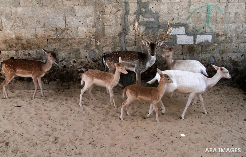A picture taken on October 2, 2016 shows deers at small farm in Khan Yunis in the southern Gaza Strip. Two male and female deers were smuggled from Egypt into the Gaza strip through a tunnel, before they were sold to Sha...