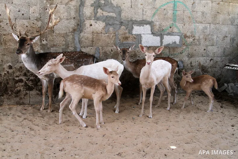 A picture taken on October 2, 2016 shows deers at small farm in Khan Yunis in the southern Gaza Strip. Two male and female deers were smuggled from Egypt into the Gaza strip through a tunnel, before they were sold to Sha...