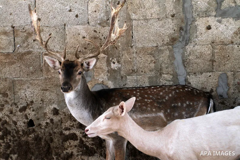A picture taken on October 2, 2016 shows deers at small farm in Khan Yunis in the southern Gaza Strip. Two male and female deers were smuggled from Egypt into the Gaza strip through a tunnel, before they were sold to Sha...